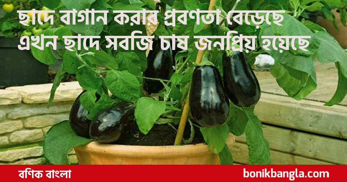 শখের বাগান থেকে ছাদকৃষি...