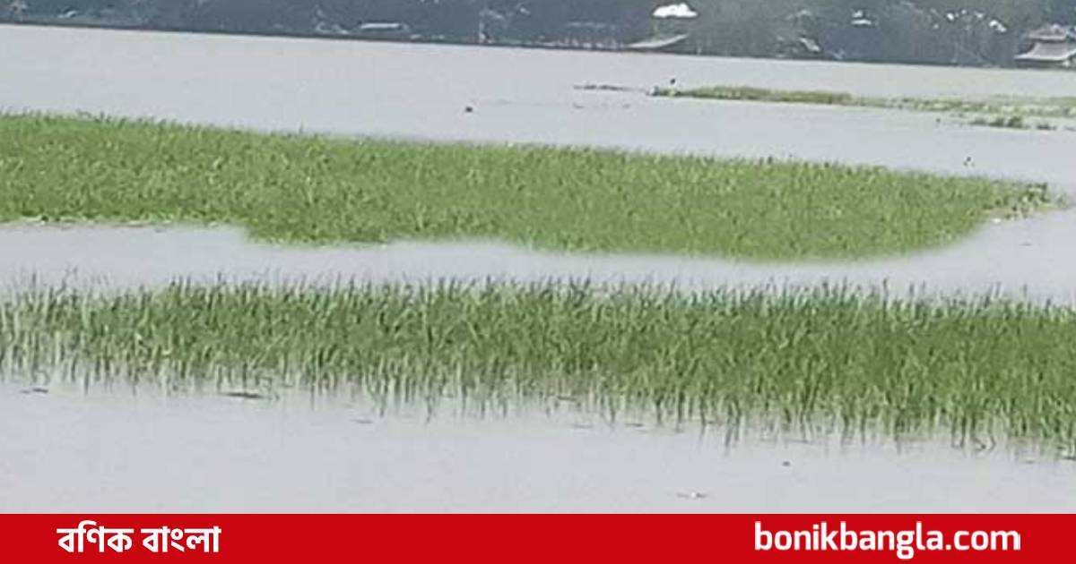 বন্যায় বিপাকে ধানচাষীরা