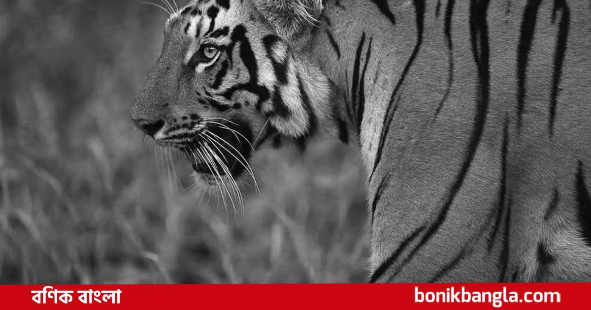বাঘ বেড়েছে বনে