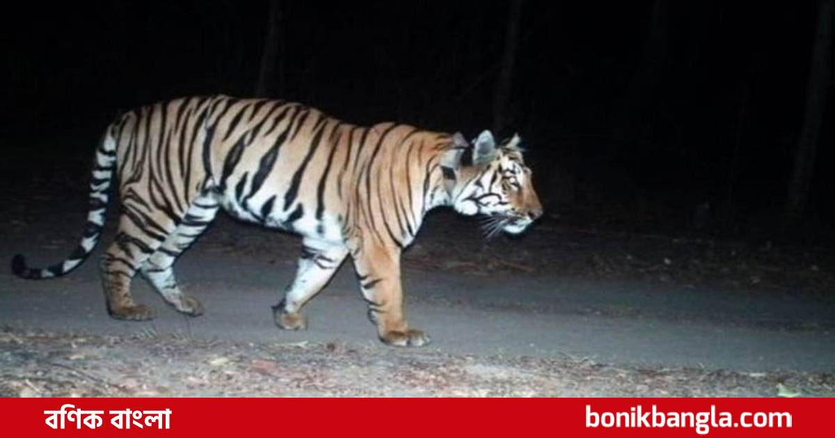 পথ পাড়ি দিয়ে বাঘের রেকর্ড