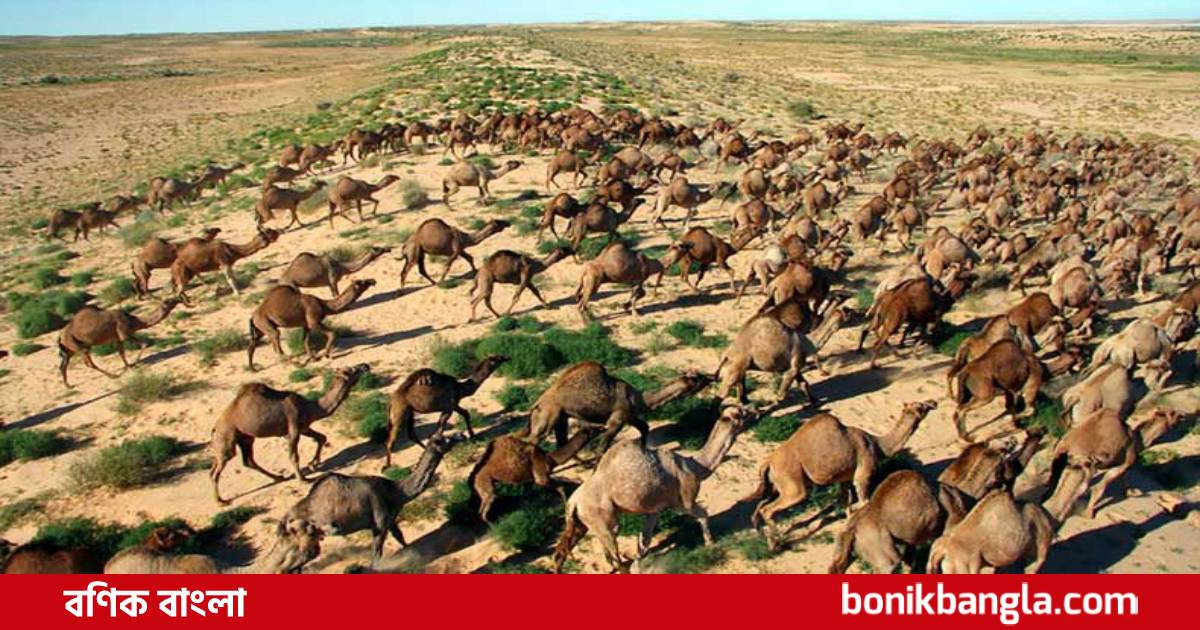 অস্ট্রেলিয়ায় ১০ হাজার উটকে হত্যা করা হবে